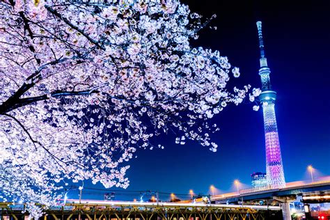 東京的櫻花開多久：多維度下的春日盛景探索